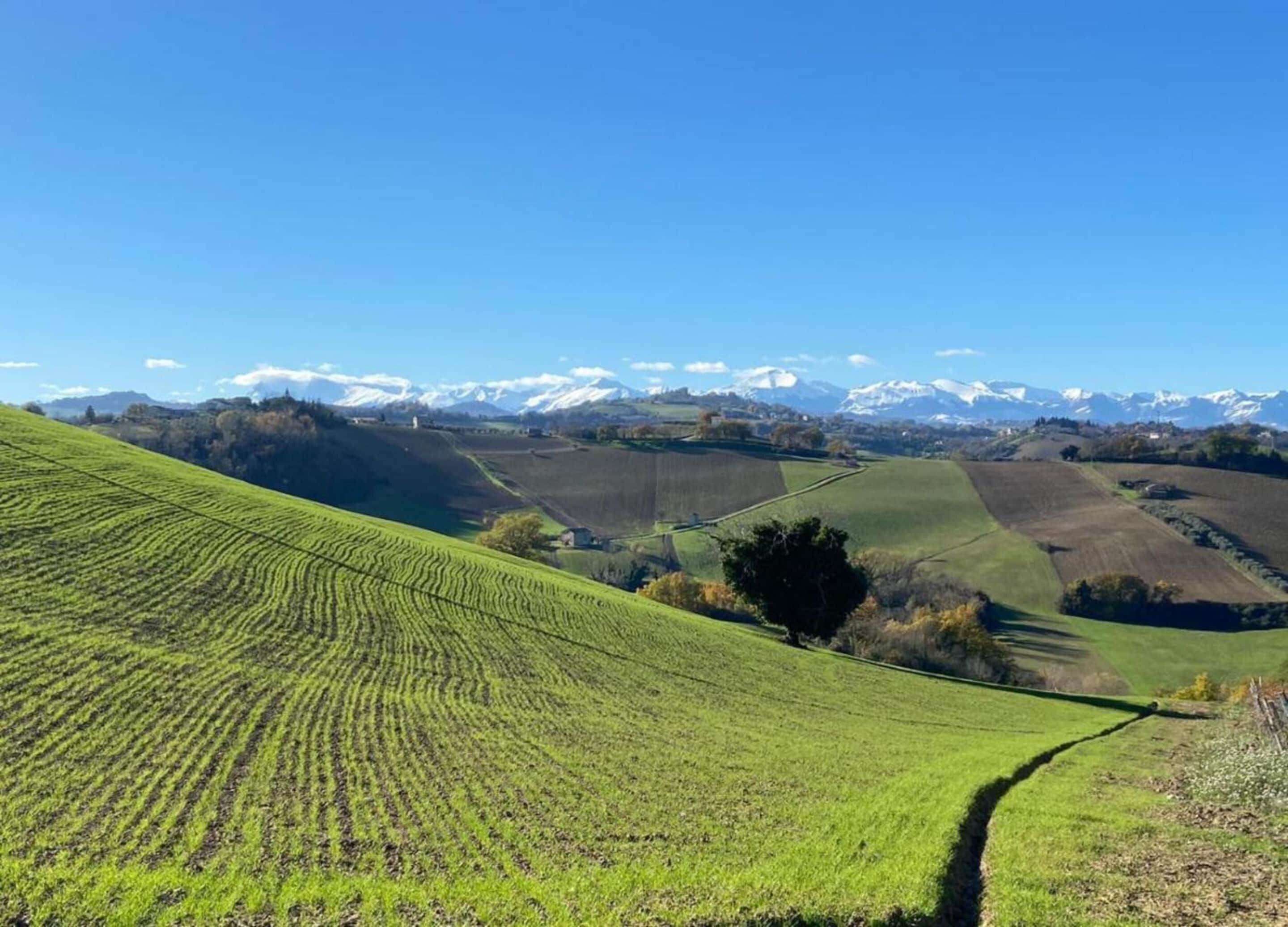 Un paysage rural avec des champs en terrasses et, au loin, des montagnes aux sommets enneigés.