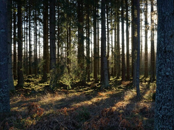 A dense forest with tall trees and sunlight filtering through. - 4 Star Holiday Home in Malmkoping (Malmkoping)