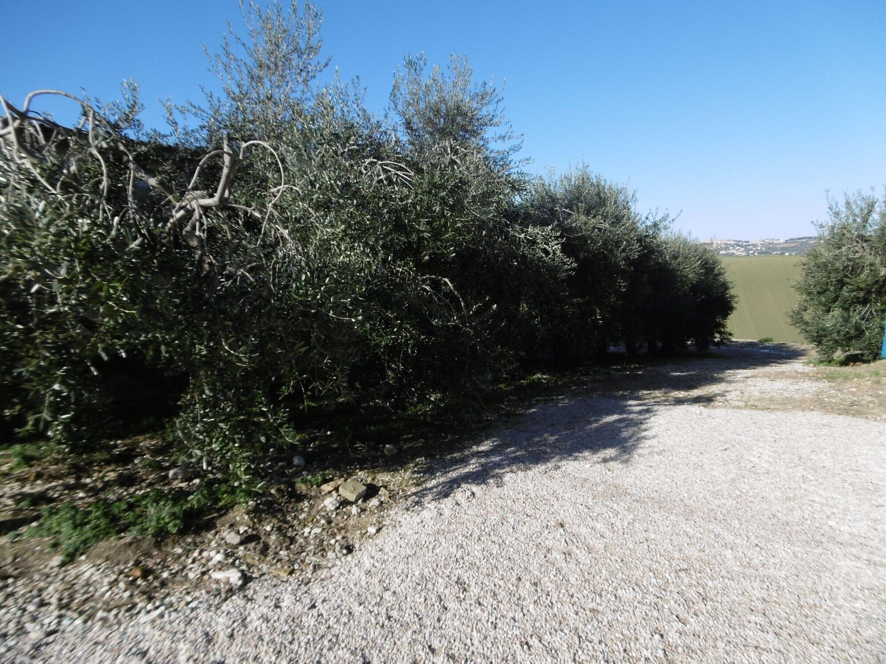 Un chemin de gravier bordé d’une végétation dense et d’arbres, qui mène à un point d’observation offrant une vue lointaine sur une ville.