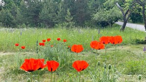 A field of red poppies with a road and trees in the background. - 4 Person Holiday Home in Asarum (Asarum)