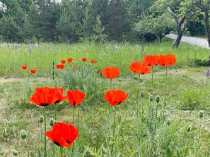 A field of red poppies with a road and trees in the background. - 4 Person Holiday Home in Asarum (Asarum)