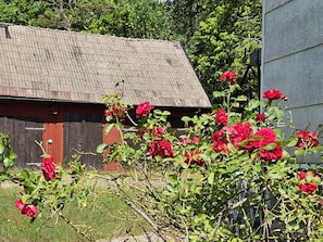 Un bâtiment rustique, doté d’un toit en tôle ondulée et d’une porte en bois, entouré d’une végétation luxuriante et de roses rouge vif.