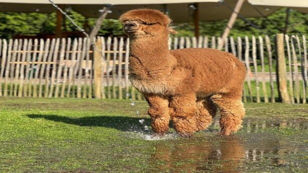 Ein Lama steht auf einer Wiese, im Hintergrund sind ein Zaun und Zelte zu sehen.
