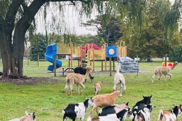 Onsite Petting Zoo by appointment