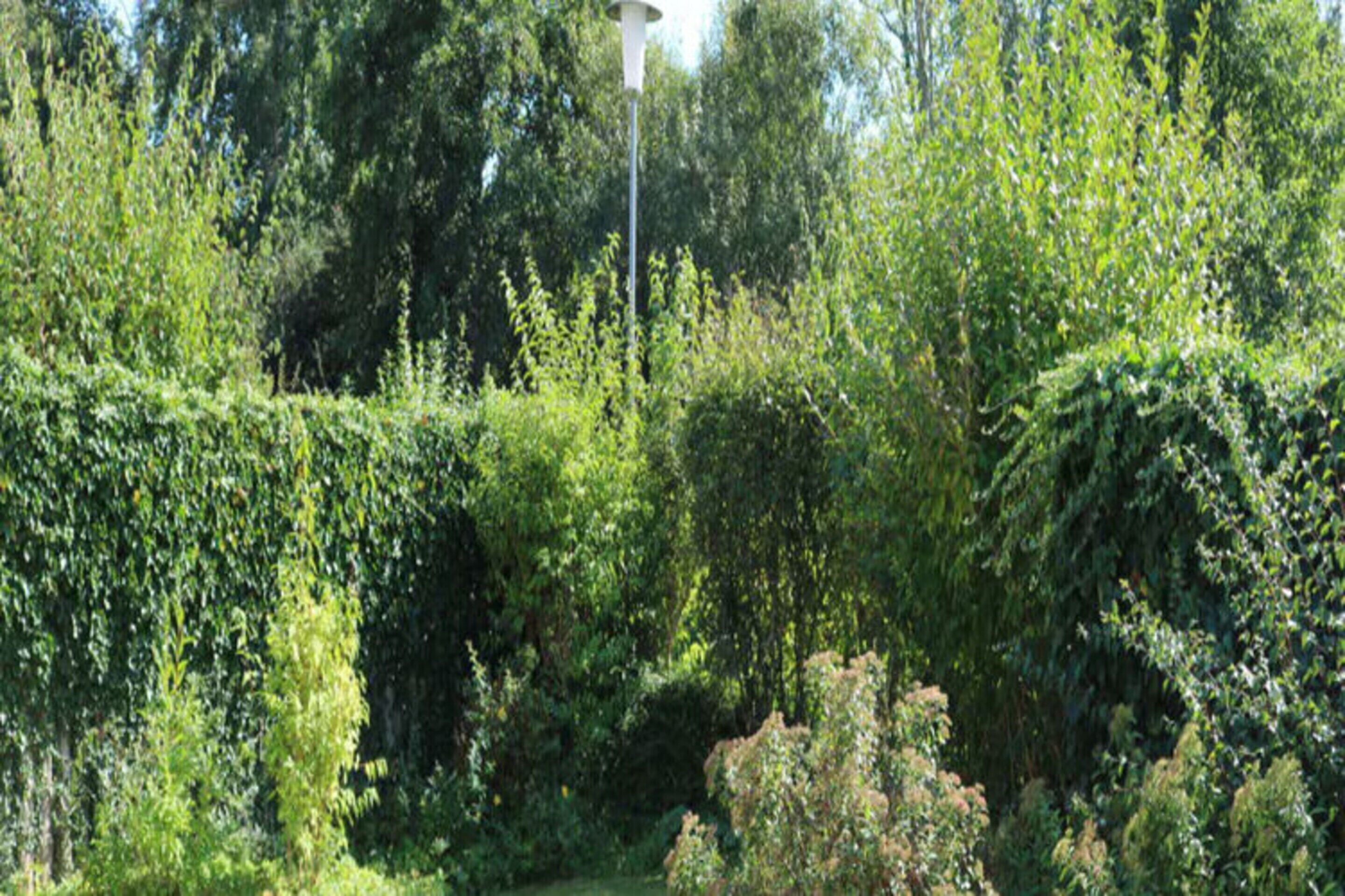 Un jardín con follaje denso y una farola.