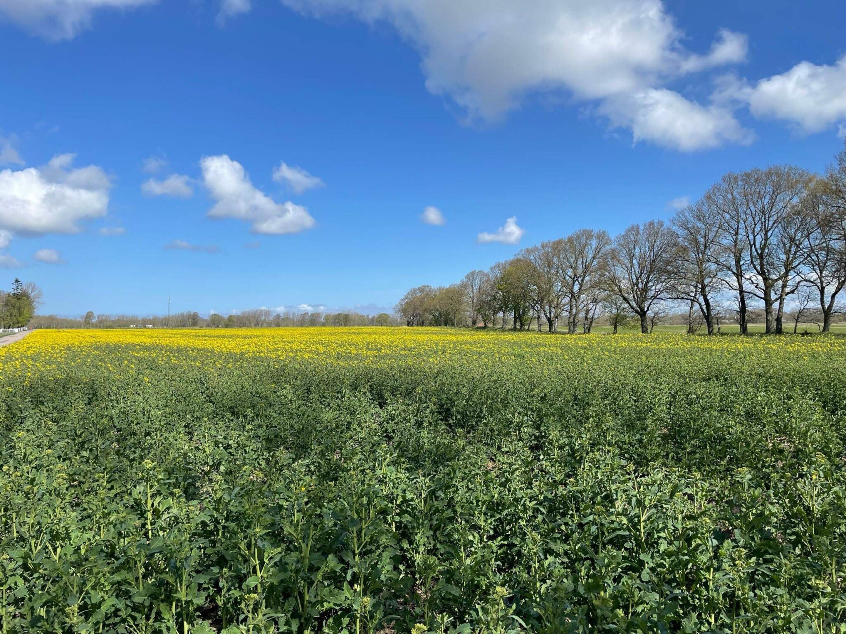 A field of yellow flowers with trees in the background.