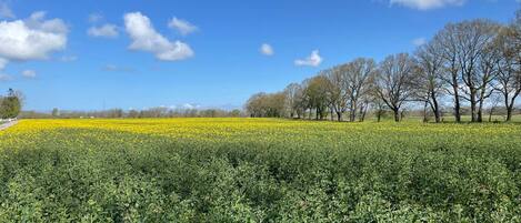 A field of yellow flowers with trees in the background.