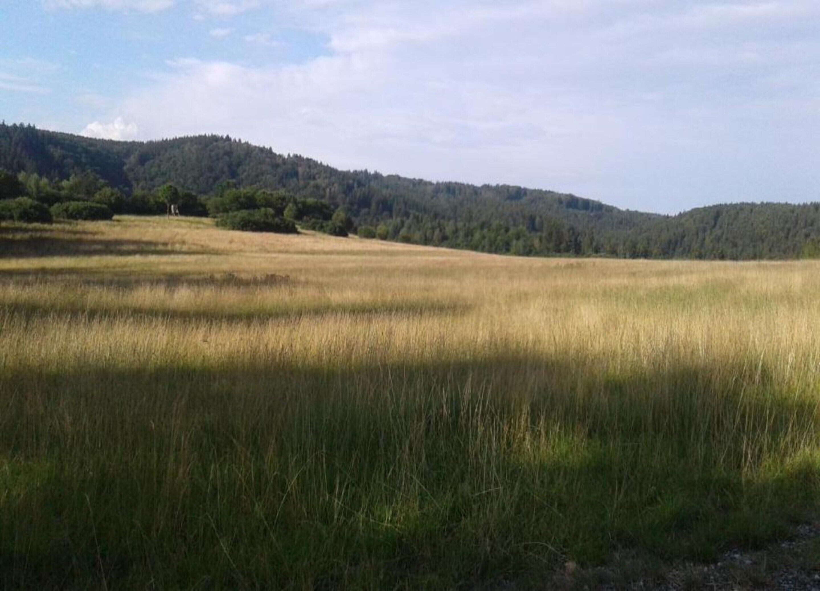A flat, open field with tall grass and a forested hill in the background.