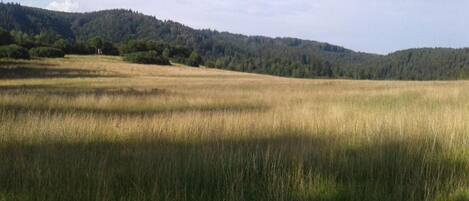 A flat, open field with tall grass and a forested hill in the background.