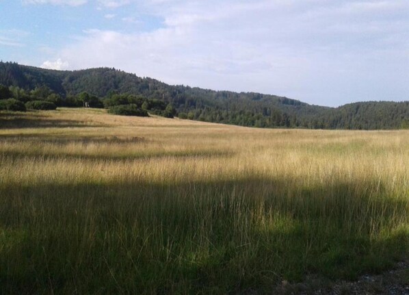 A flat, open field with tall grass and a forested hill in the background. - Apartment in Thale by Fishing River (Thale)