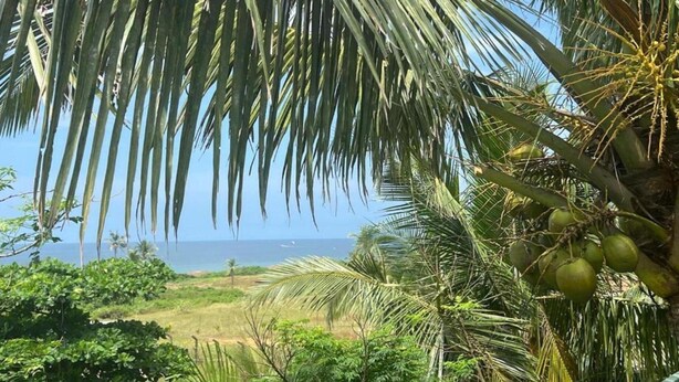Un paisaje tropical con palmeras y vista al océano.