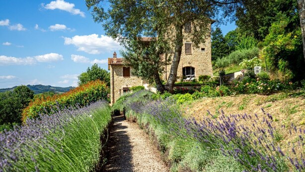 Un edificio de piedra con una torre, rodeado de campos de lavanda y vegetación.