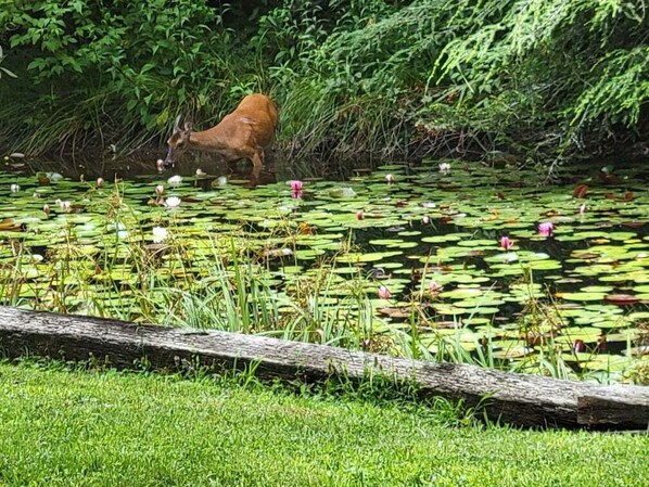 Miscellaneous - Baby Bear's Den, Tiny Paradise (Highlands)