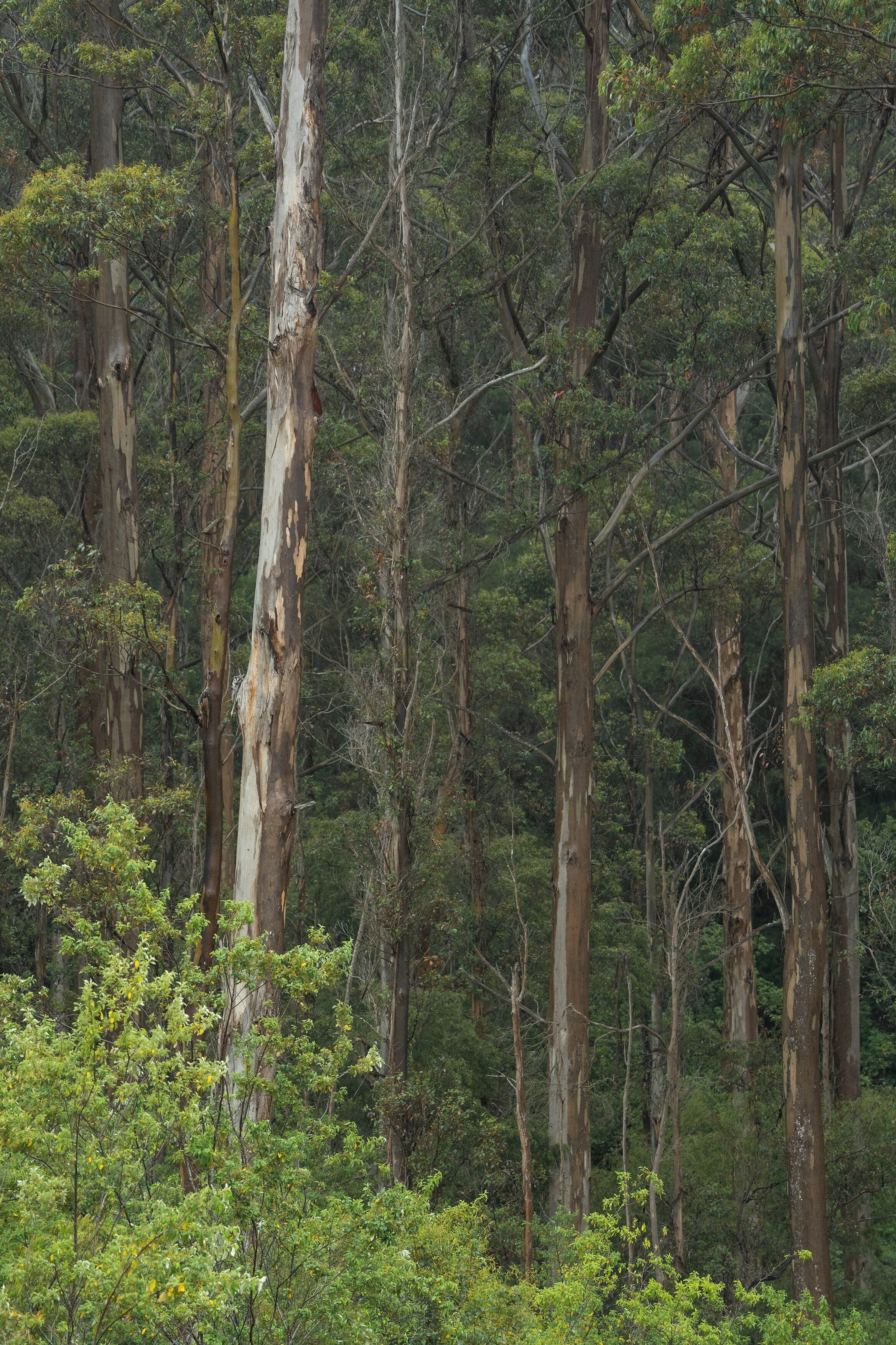 Une forêt dense, avec de grands arbres et un sous-bois touffu.