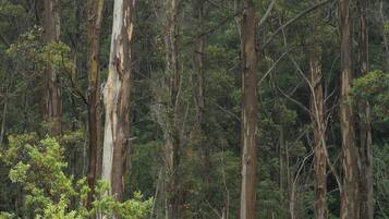 Une forêt dense, avec de grands arbres et un sous-bois touffu.