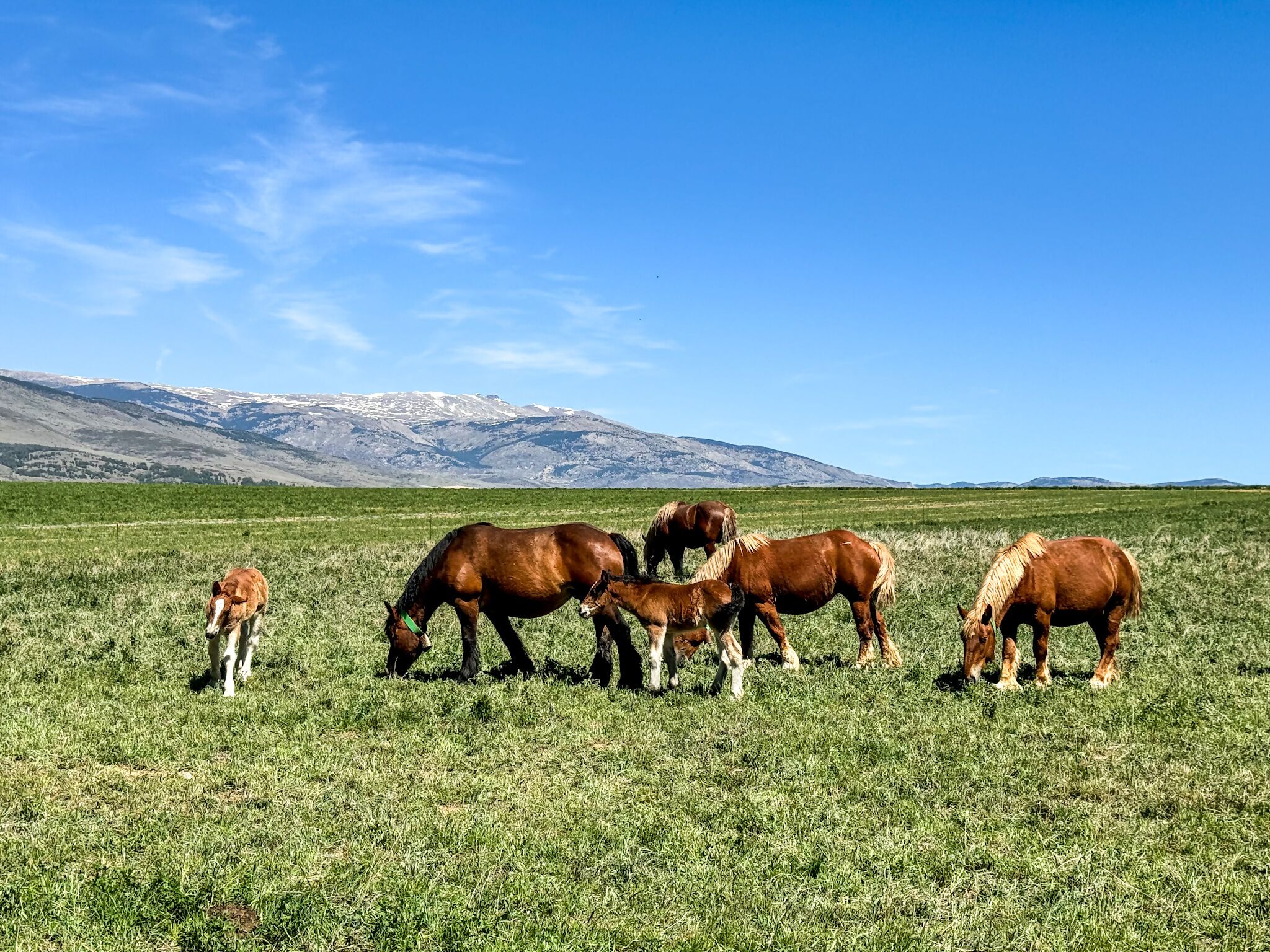 Een groep paarden graast in een grasveld, met een bergketen op de achtergrond.