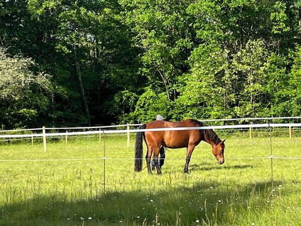 Un caballo en un campo cercado con árboles al fondo.