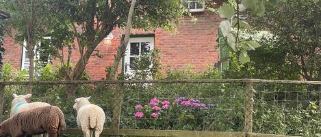 Overnatningsstedets område