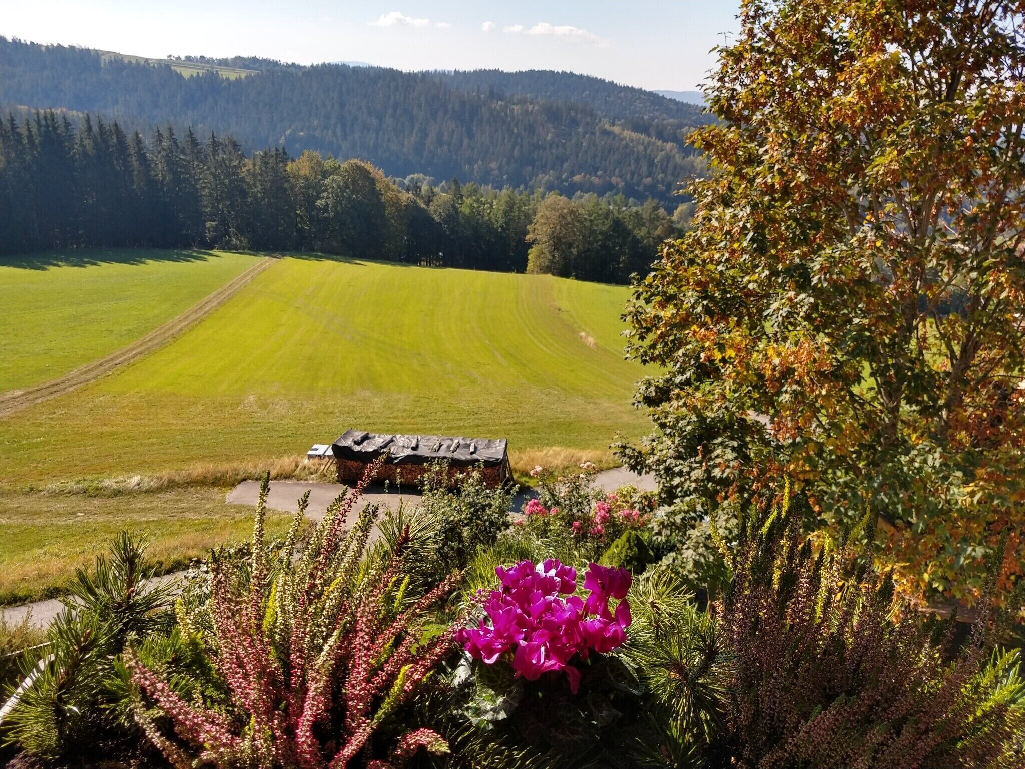A rural landscape with a green field, a small building, and a variety of plants.