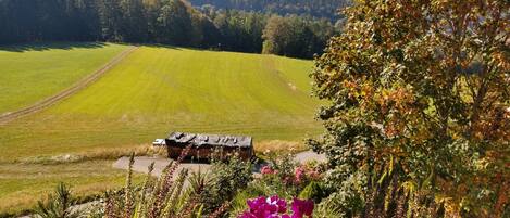 A rural landscape with a green field, a small building, and a variety of plants.
