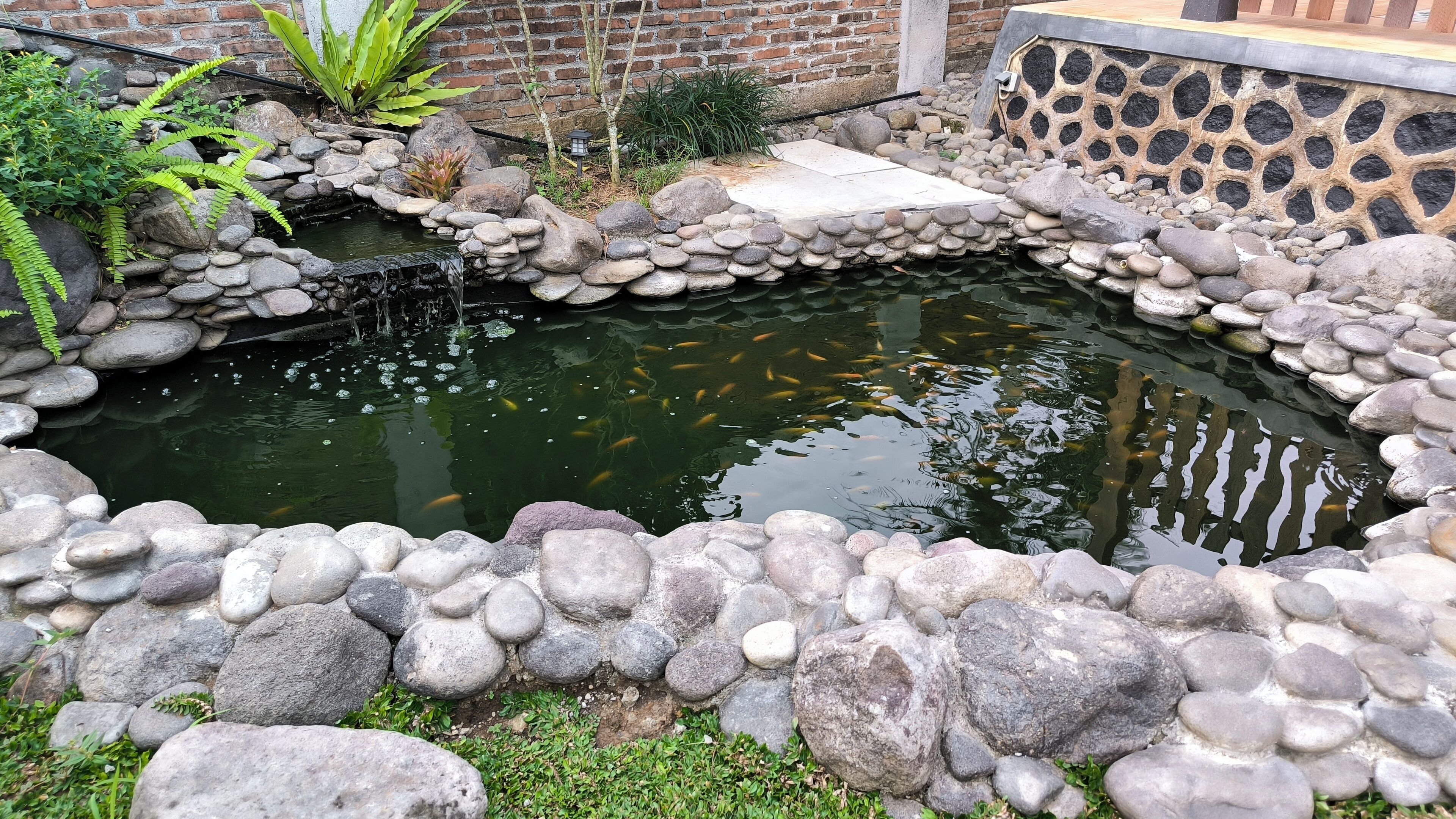 Un estanque de carpas rodeado de un borde de piedra, con un muro de ladrillo y plantas al fondo.