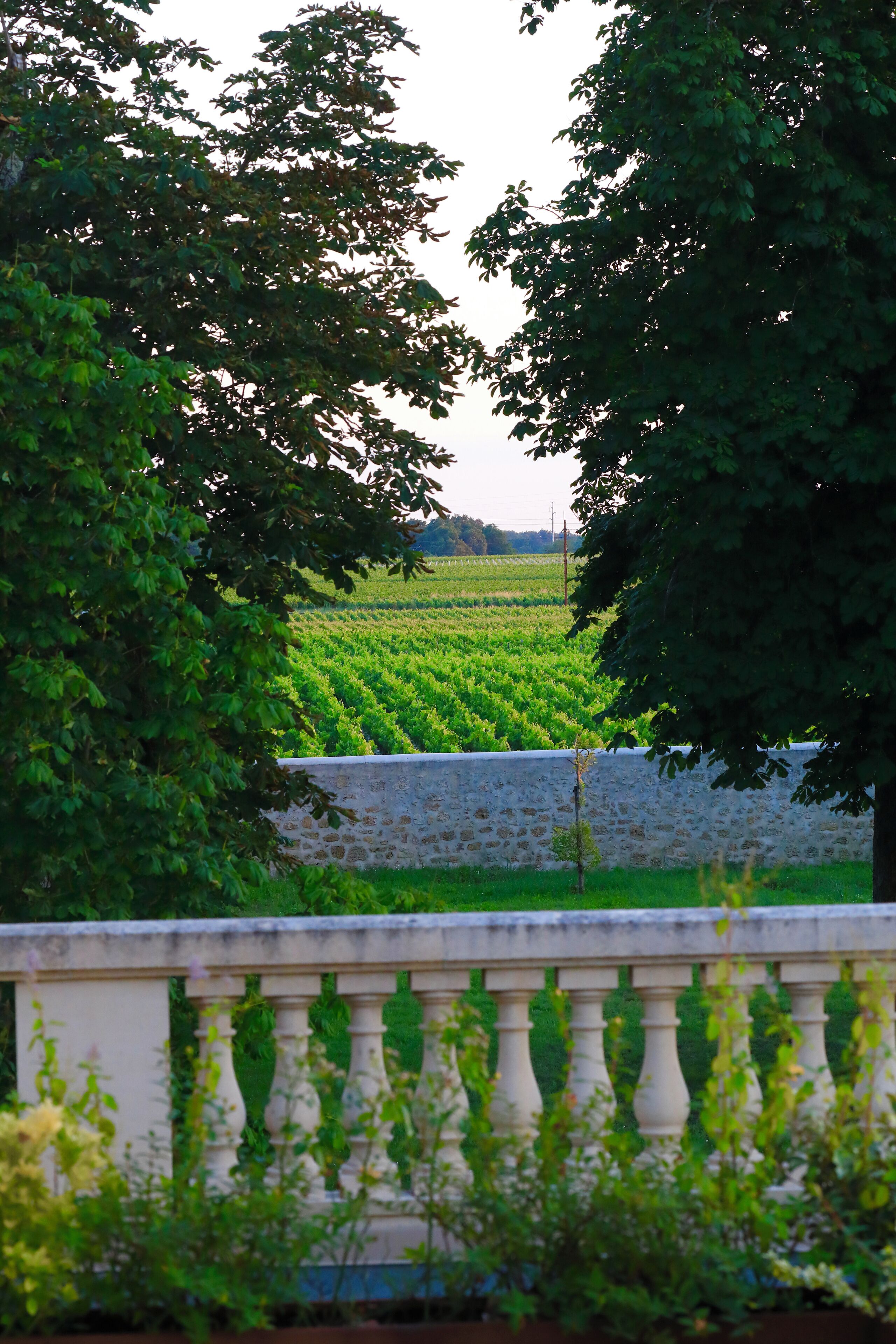 A vineyard with rows of grapevines, a stone wall, and a white balustrade.