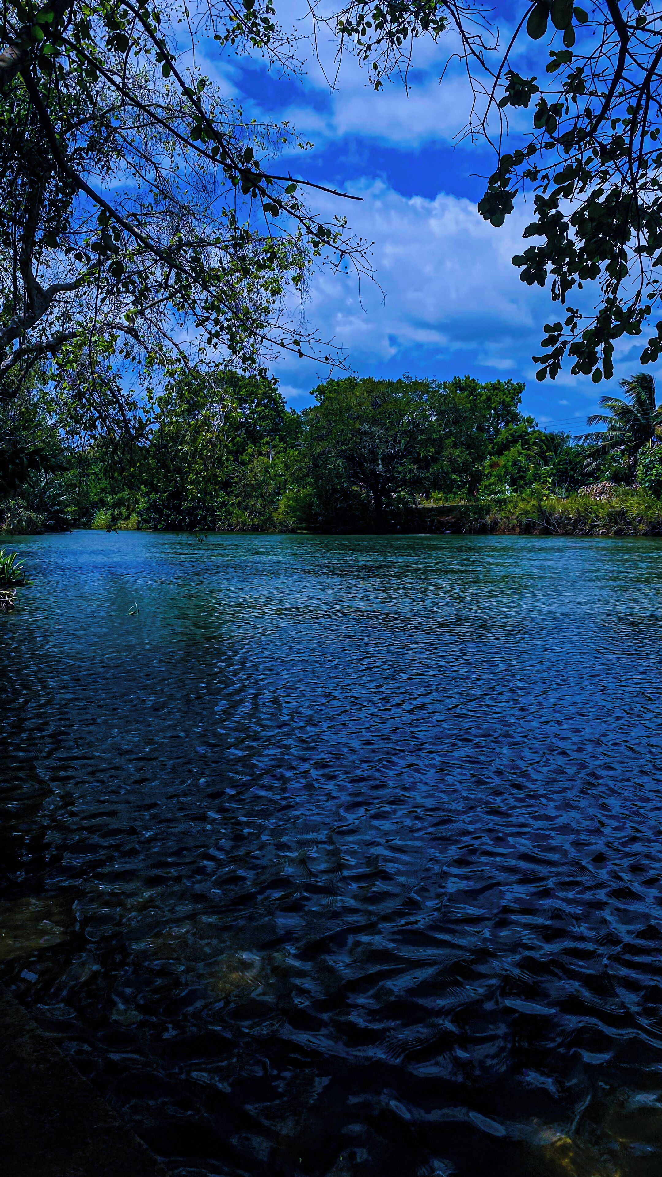 Une rivière bordée d’une végétation luxuriante et d’arbres, sous un ciel dégagé.