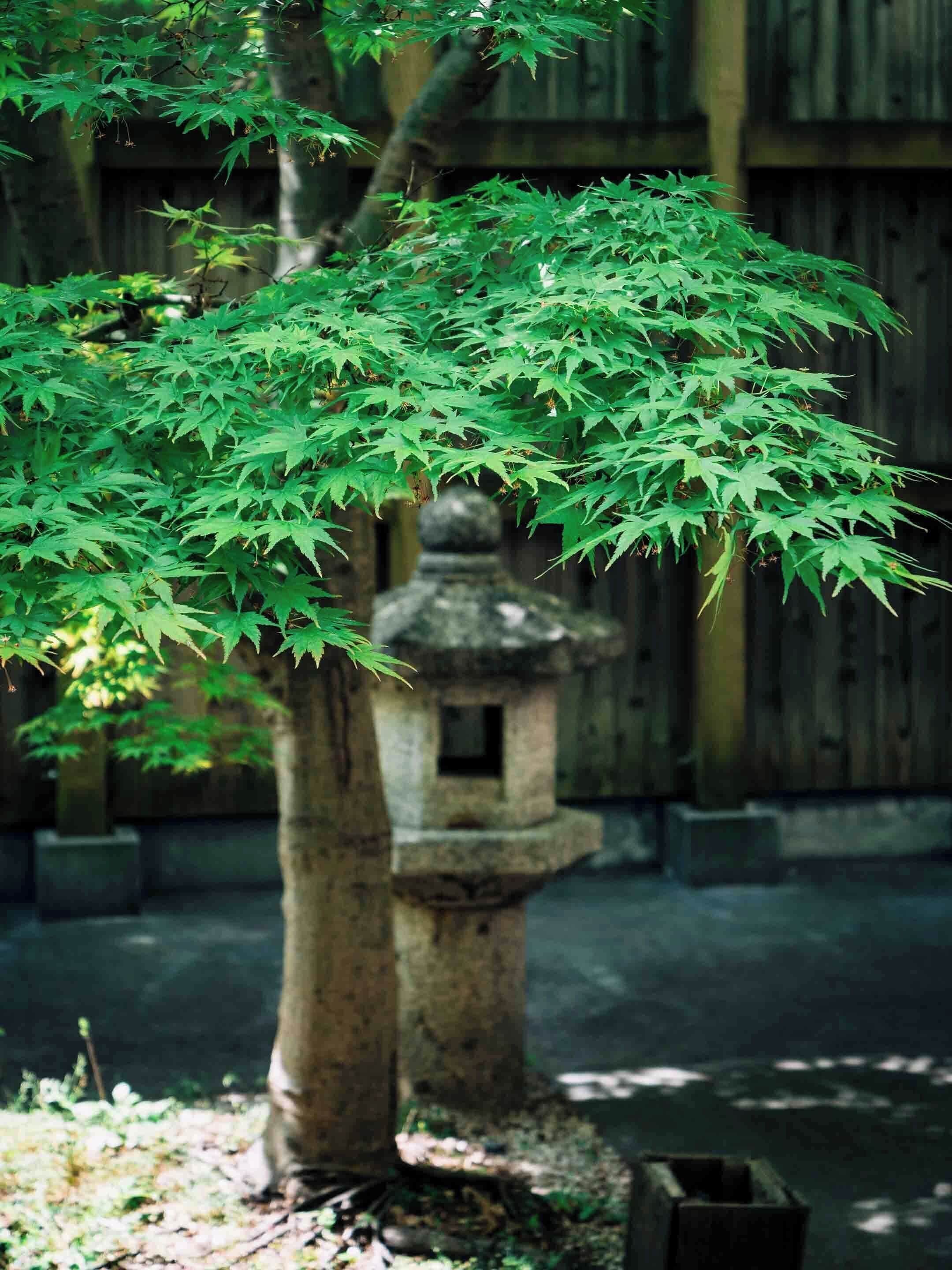 A traditional Japanese garden with a stone lantern and a maple tree.