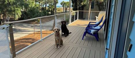 A wooden deck with two dogs, a blue chair, and a railing overlooking a landscaped area with trees.