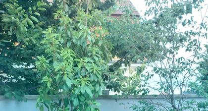 Nice quiet room with adjoining living room A plus, large garden with terrace