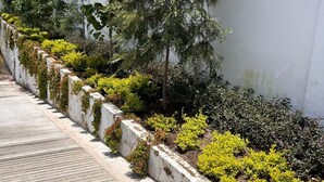 Un sendero bordeado de follaje y una pared blanca.