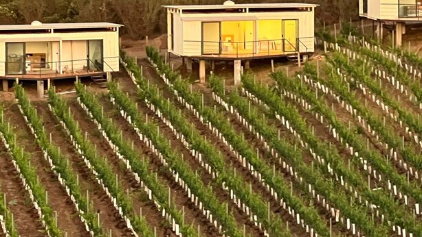 Viñedo con hileras de parras jóvenes y varios edificios blancos modernos con grandes ventanales.