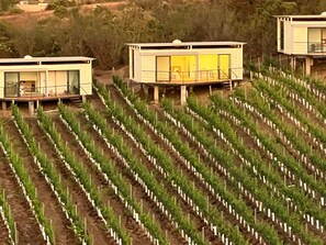Viñedo con hileras de parras jóvenes y varios edificios blancos modernos con grandes ventanales.