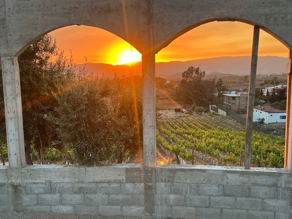 Viñedo con hileras de vides y un atardecer de fondo.