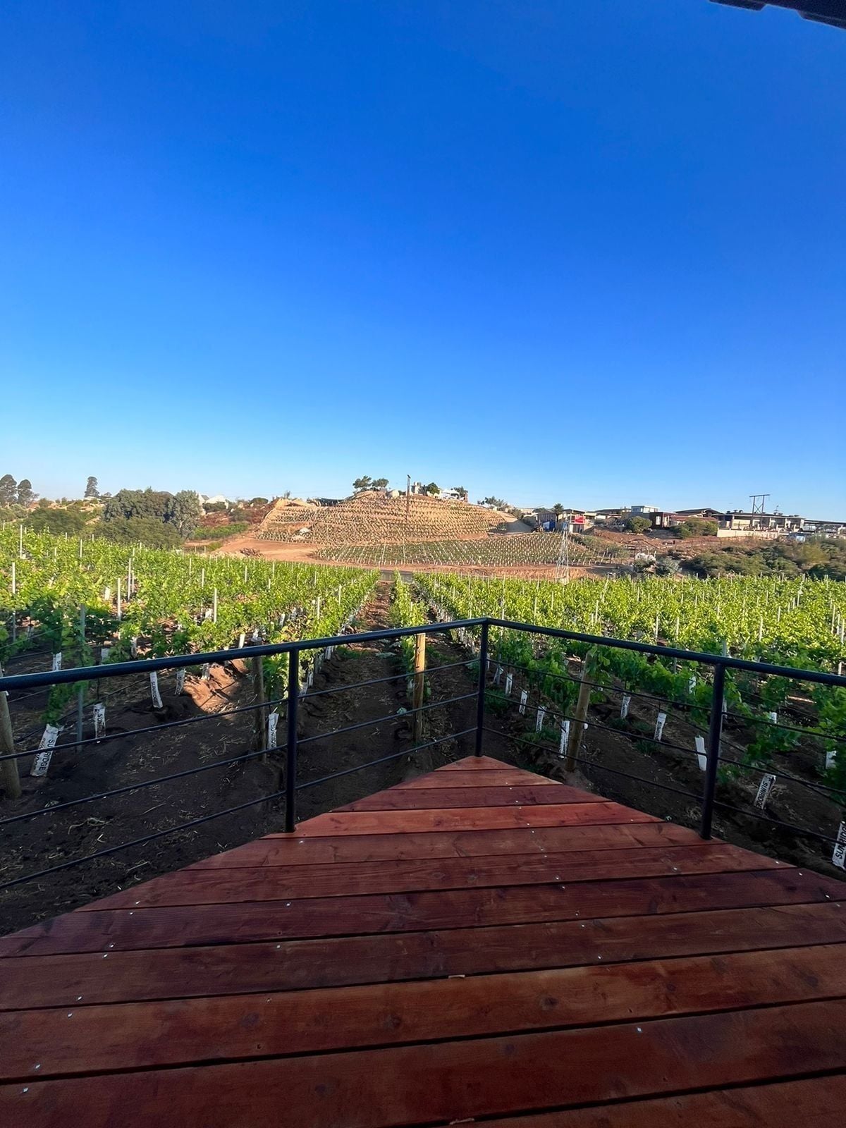 Suite estudio superior, vista al viñedo | Cortinas blackout y wifi gratis 