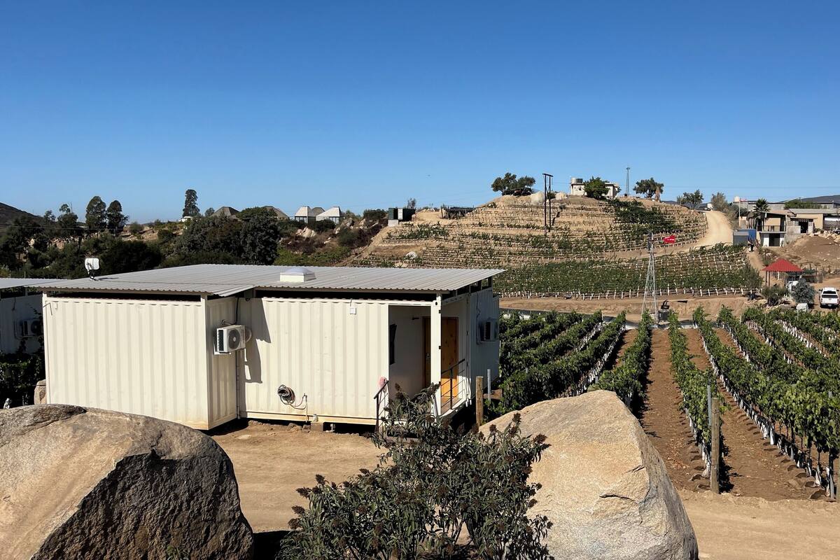 A vineyard with rows of grapevines, a small building with a metal roof, and a hilly landscape in the background.