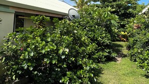 Une maison avec une antenne parabolique, un jardin avec différentes plantes et un ciel bleu dégagé.