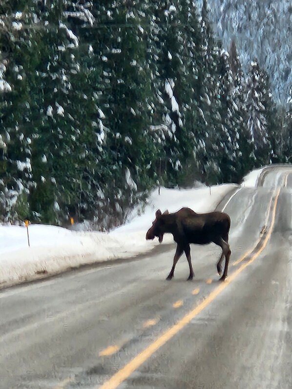 A moose on a snow-covered road with a guardrail and trees in the background. - Rustic 4-bedroom, lakefront, log cabin on Bull Lake! (Troy)