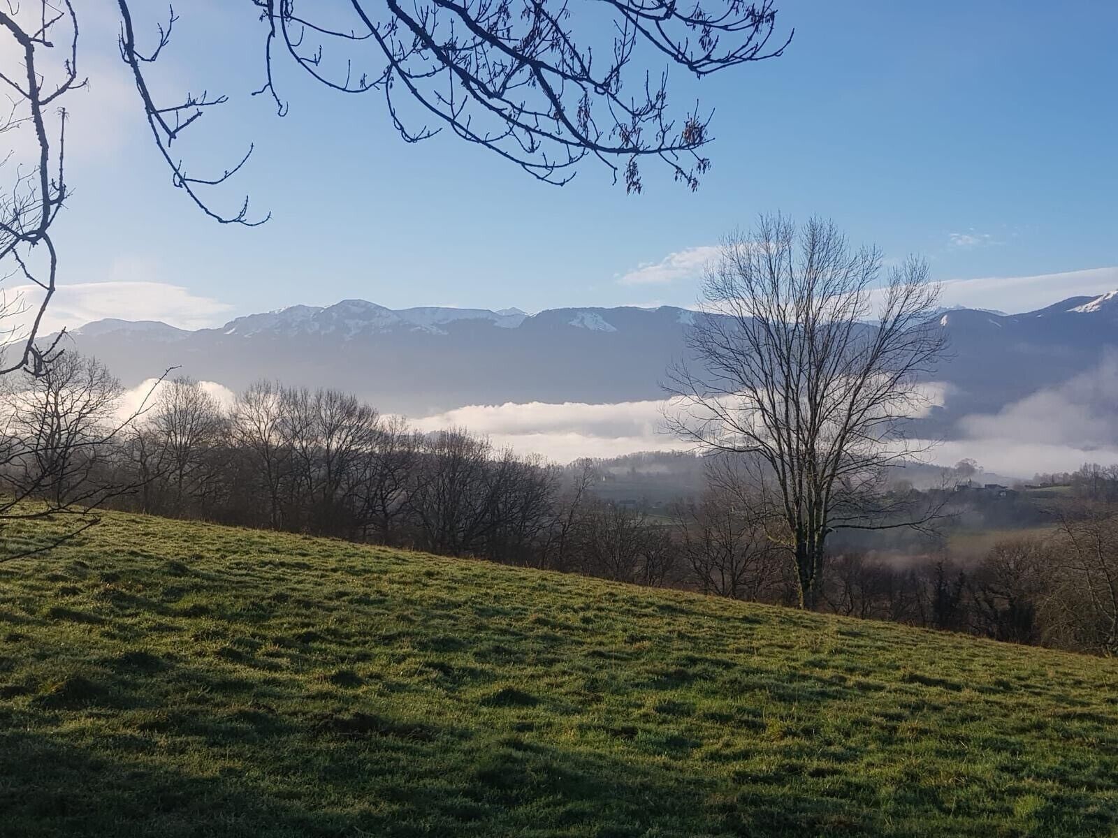Una ladera cubierta de hierba con cielo despejado, un árbol sin hojas y montañas a la distancia.