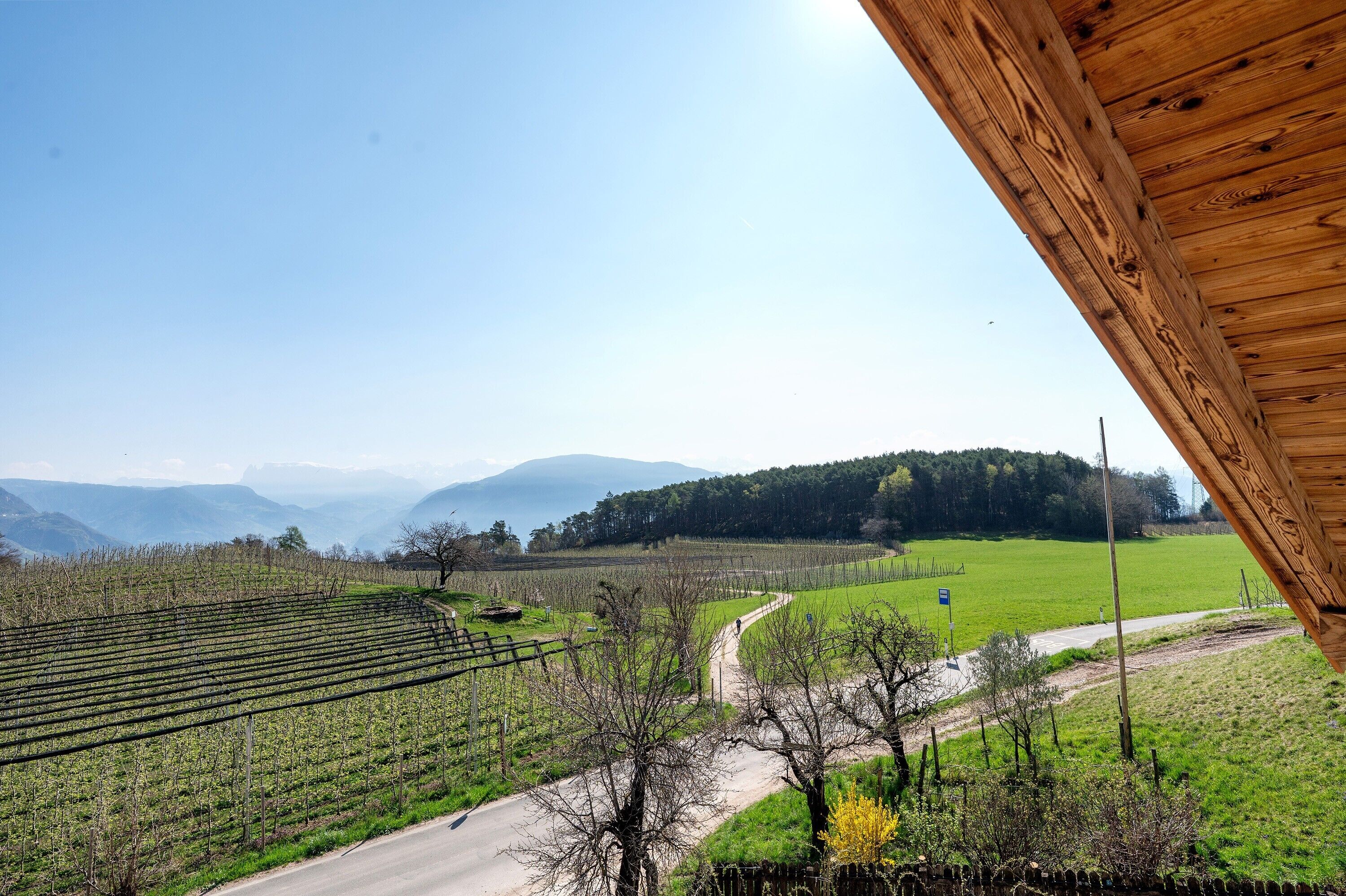 Un vignoble avec des rangées de vignes, un chemin de terre et une route en arrière-plan.