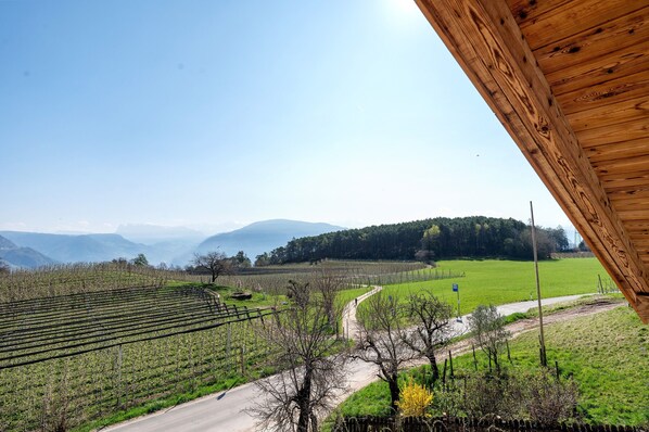 A vineyard with rows of grapevines, a dirt path, and a road in the background.