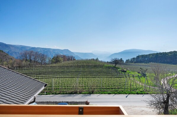 A vineyard with rows of grapevines, a clear sky, and distant mountains.