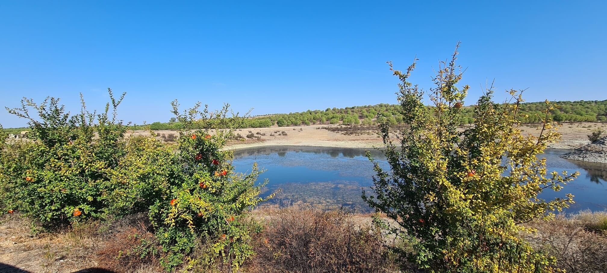 A natural landscape with a body of water, trees, and a distant hill.