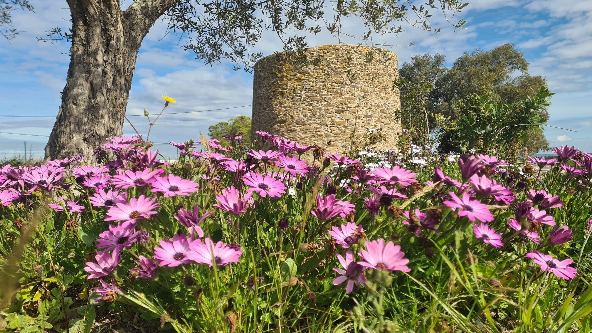 Une tour de pierre entourée d’un champ de fleurs violettes.