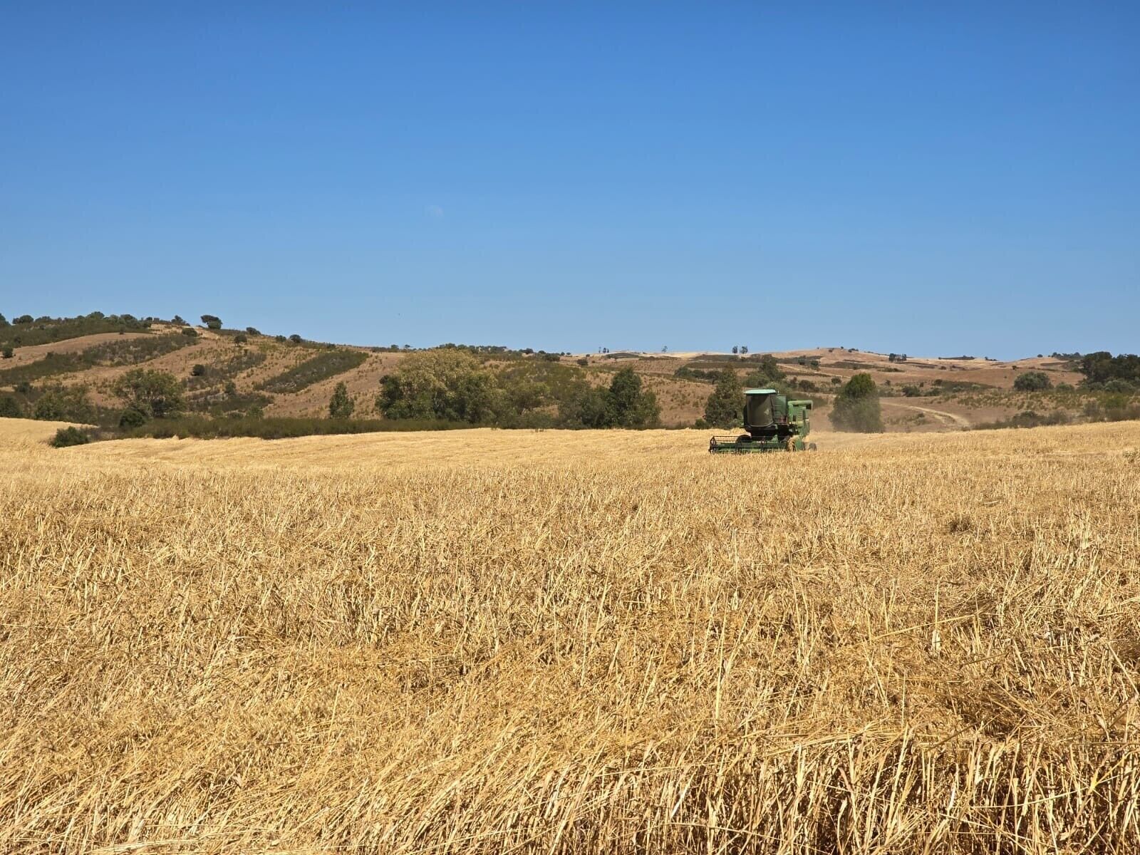 Un champ où l’on aperçoit une moissonneuse-batteuse au centre, entouré de collines douces et de quelques arbres clairsemés, le tout sous un ciel dégagé.
