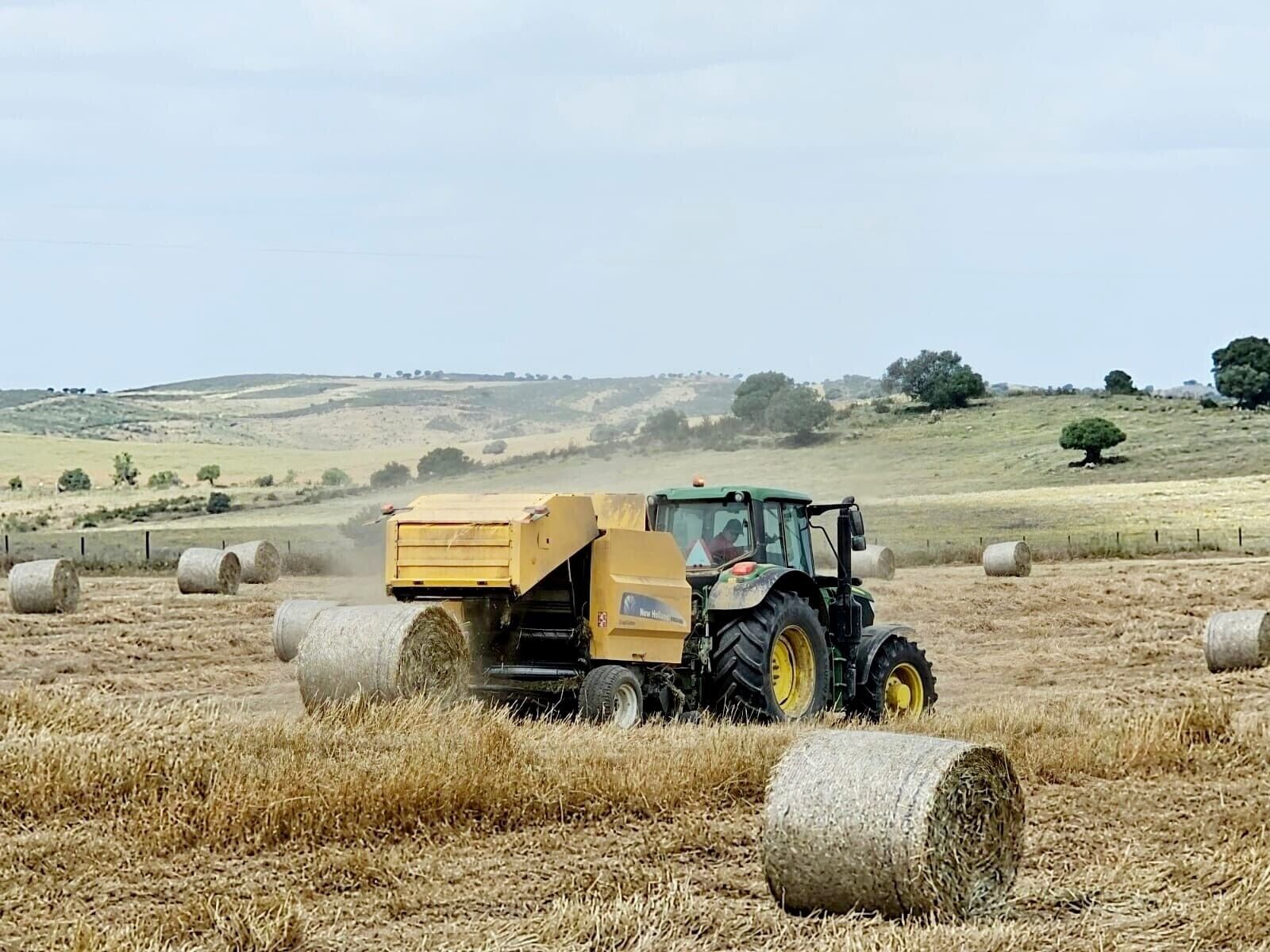 A tractor with a hay loader in a field with hay bales.