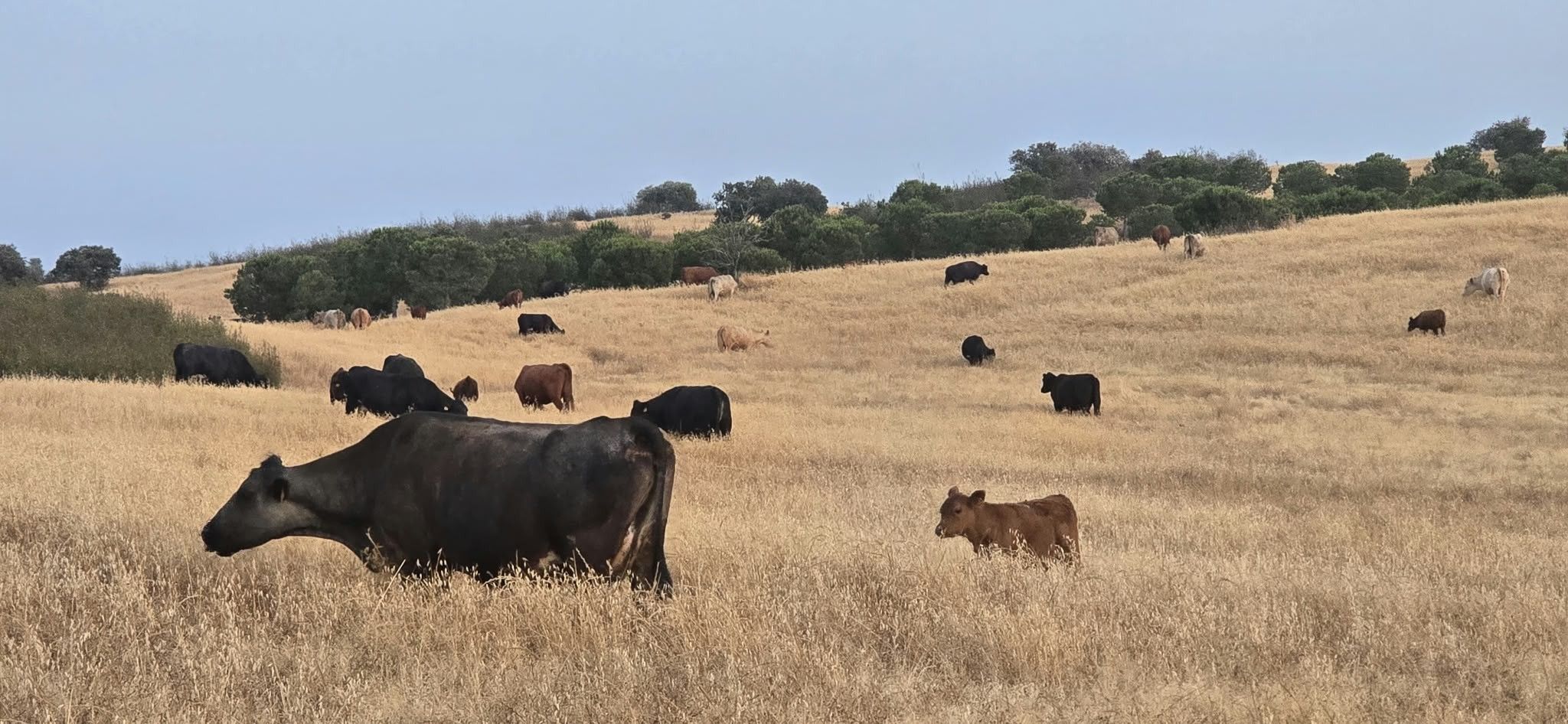 Un campo con ganado pastando, rodeado de árboles y colinas.