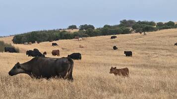 Un campo con ganado pastando, rodeado de árboles y colinas.