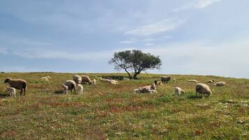 A grassy field with sheep and a solitary tree.