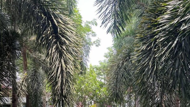 A pool area with lounge chairs, surrounded by palm trees and greenery. - Tunnel Urban Retreat (Siem Reap)